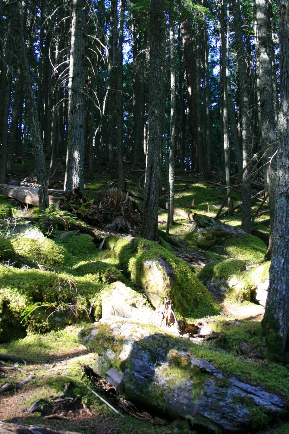 glacier national park, Montana