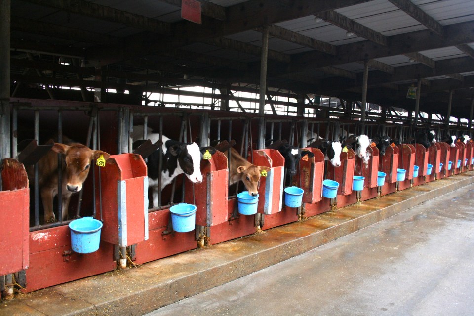 McClelland's Dairy Farm