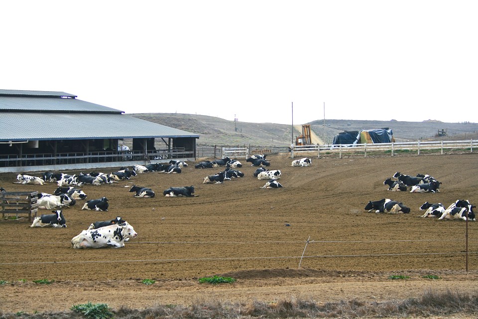 dairy farm, petaluma