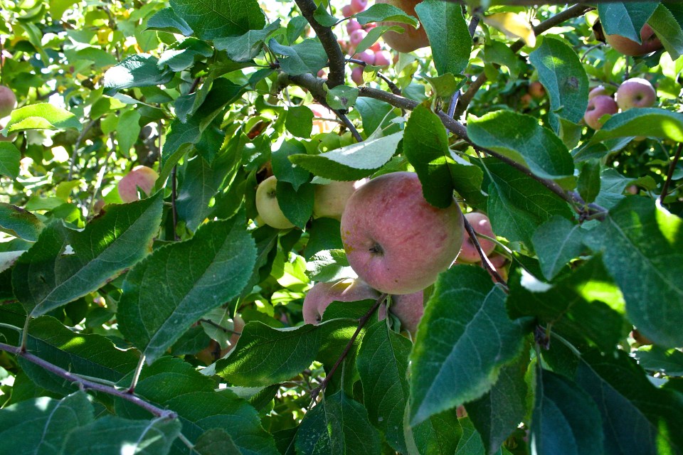 twin hill ranch, Sebastopol, California