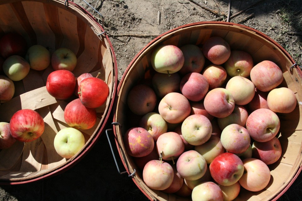 twin hill ranch, sebastopol, california