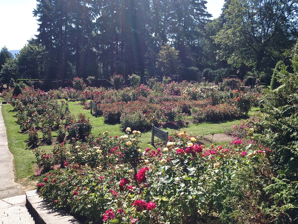 Portland Rose Garden